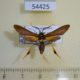 54425p-Arctiidae-Horama-panthalon-Dominicana-18