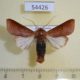 54426p-Noctuidae-Marilopteryx-lutina-Dominicana-10