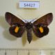 54427p-Noctuidae-Gonodonta-nitidimacula-Dominicana-10