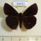 54431p-Hesperidae-Ephyriades-arcas-Dominicana-7