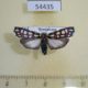 54435p-Noctuidae-Cydosia-nobilitella-Dominicana-12