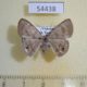 54438p-Geometridae-Tasta-micaceata-Vietnam-5