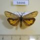 54446p-Arctiidae-Spiris-striata-Khakassia-rep.-6