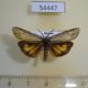 54447p-Arctiidae-Spiris-striata-Khakassia-rep.-6