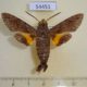 54451p-Sphingidae-Macroglossum-belis-Thailand-8