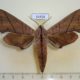 54458p-Sphingidae-Marumba-cristata-Vietnam-12