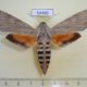 54460p-Sphingidae-Erinnyis-ello-f-Dominicana-12
