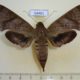 54461p-Sphingidae-Pachylioides-resumens-f-Dominicana-30