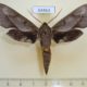 54463p-Sphingidae-Xylophanes-rhodocera-Dominicana-10