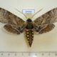 54464p-Sphingidae-Manduca-johanny-Dominicana-80