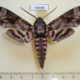54466p-Sphingidae-Agrius-cingulatus-Dominicana-15