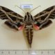 54470p-Sphingidae-Eumorpha-vitis-Dominicana-35
