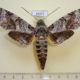 54472p-Sphingidae-Pseudosphinx-tetrio-Dominicana-10
