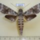 54473p-Sphingidae-Pseudosphinx-tetrio-Dominicana-10