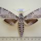 54476p-Sphingidae-Pseudosphinx-tetrio-f-Dominicana-15