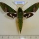 54479p-Sphingidae-Xylophanes-chiron-Dominicana-10