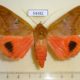 54482p-Noctuidae-Thyas-honesta-f-Vietnam-18