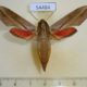 54484p-Sphingidae-Hippotion-sp.-boerhaviae-Vietnam-10