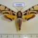 54485p-Sphingidae-Batocnema-coquerelii-Madagascar-40