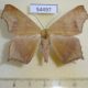 54497p-Geometridae-Euclysia-sp.-Costa-Rica-8
