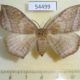54499p-Eupterotidae-Ganisa-sp.-plana-f-Thailand-12