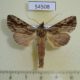 54508p-Notodontiidae-Ankale-manacoides-Costa-Rica-7