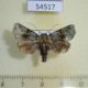 54517p-Noctuidae-sp.-Costa-Rica-3
