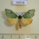 54518p-Notodontiidae-Rosema-attenuata-Costa-Rica-12