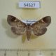 54527p-Crambidae-sp.-Madagascar-8