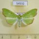 54532p-Pyralidae-Parotis-sp.-Madagascar-8