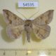54535p-Noctuidae-Ericeia-congressa-Madagascar-10