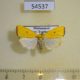54537p-Noctuidae-Earias-biplaga-Madagascar-10