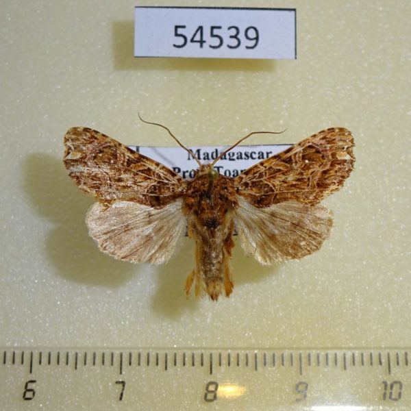 Noctuidae Callopistria tarsipilosa Madagascar