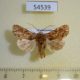 54539p-Noctuidae-Callopistria-tarsipilosa-Madagascar-15