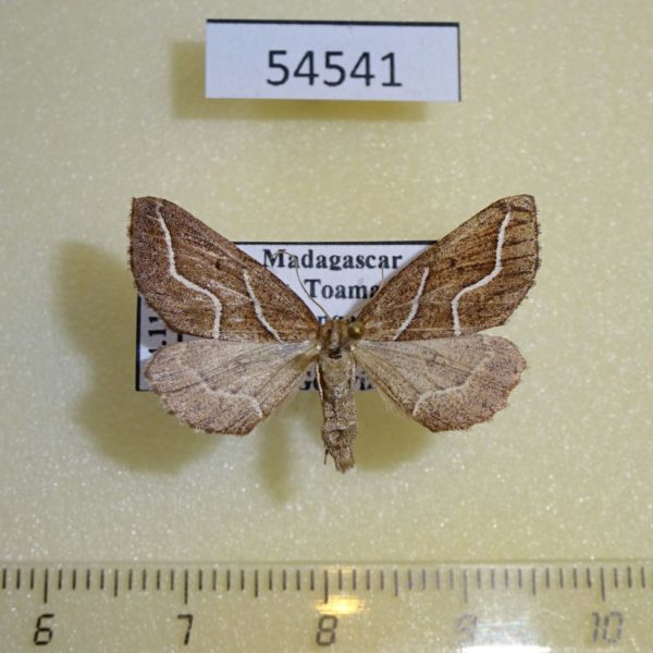 Geometridae Idiodes oberthuri f Madagascar