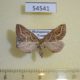 54541p-Geometridae-Idiodes-flexilinea-f-Madagascar-10