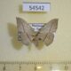 54542p Geometridae Traminda obversata Madagascar $6