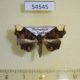 54545p-Noctuidae-Leucotelia-ochreoplagata-Madagascar-7