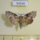 54548p-Noctuidae-Saaluncifera-sp.-uncinata-Madagascar-8