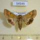54549p-Noctuidae-Helicoverpa-toddi-Madagascar-7