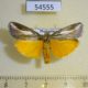 54555p-Pyralidae-Sindris-sganzini-Madagascar-10