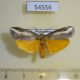 54556p-Pyralidae-Sindris-sganzini-Madagascar-10