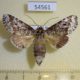 54561p Notodontiidae Rifargia corda Costa Rica $6