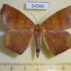 54566p-Geometridae-Microgonia-perfulvata-Costa-Rica-8
