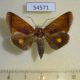 54571p-Noctuidae-Gonodonta-incurva-Dominicana-5