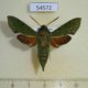 54572p-Sphingidae-Basiothia-medea-Madagascar-10