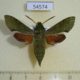54574p-Sphingidae-Basiothia-medea-Madagascar-12