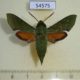 54575p-Sphingidae-Basiothia-medea-Madagascar-12