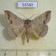 54580p-Noctuidae-Ericeia-congressa-Madagascar-10