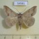 54581p-Noctuidae-Ericeia-congressa-Madagascar-10